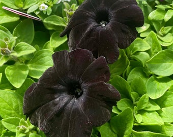 Petunia Ray Black - 4" Growers Pot