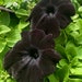 see more listings in the Outdoor Plants section