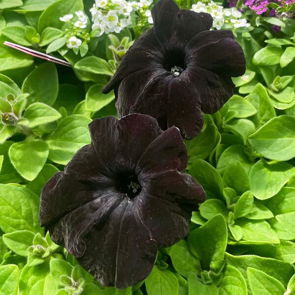 Petunia Ray Black - 4" Growers Pot