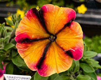 Petunia Crazytunia 'Sugar Beet' - 4” Growers Pot