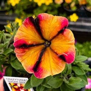 Petunia Crazytunia 'Sugar Beet' - 4” Growers Pot