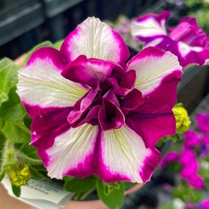 Seasonal Annual, Origami Pinkerbell 24 Petunia, Live Plant, 4" Growers Pot