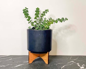 Eucalyptus pulverulenta 'Baby Blue' (Florist Silver Dollar) - 4" Growers Pot