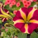 see more listings in the Outdoor Plants section