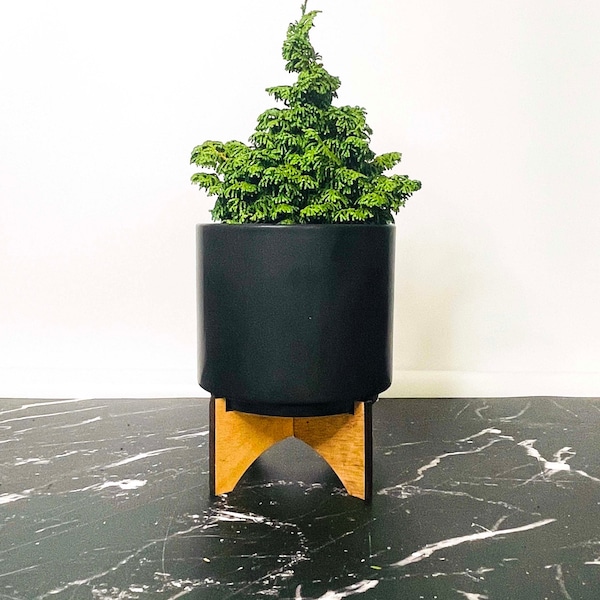 Chamaecyparis obtusa ‘Gemstone’ (Hinoki Cypress) - 4" Growers Pot