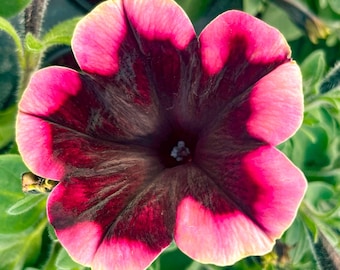 Seasonal Annual, Crazytunia Blackberry Jam Petunia, Live Plant, 4" Growers Pot