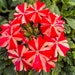 see more listings in the Outdoor Plants section