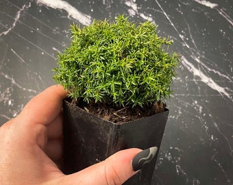 Chamaecyparis pisifera ‘Cumulus’ (Cumulus Sawara Cypress) - 2.5" Growers Pot