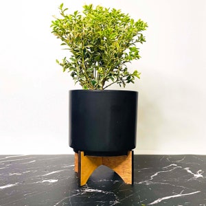 Buxus sempervirens Variegata Boxwood 4 Growers Pot image 1