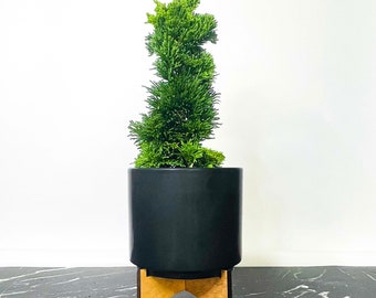 Chamaecyparis obtusa ‘Thoweil’ (Thoweil Hinoki Cypress) - 4" Growers Pot