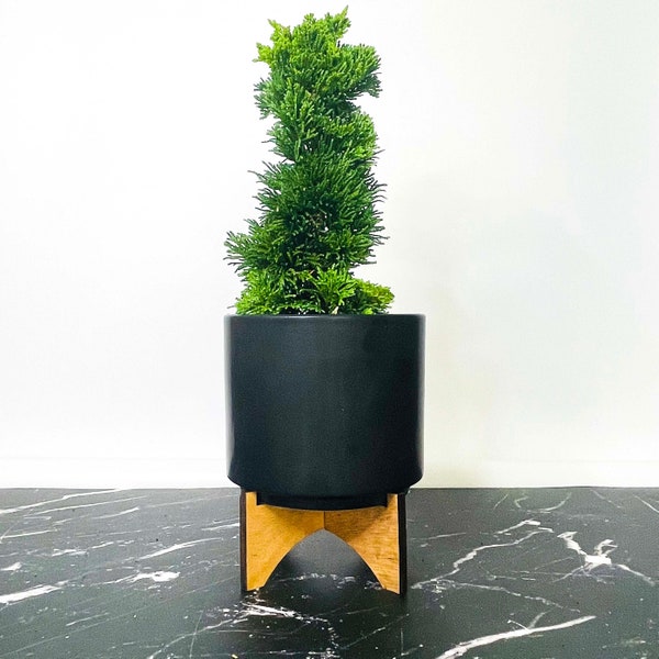 Chamaecyparis obtusa ‘Thoweil’ (Thoweil Hinoki Cypress) - 4" Growers Pot