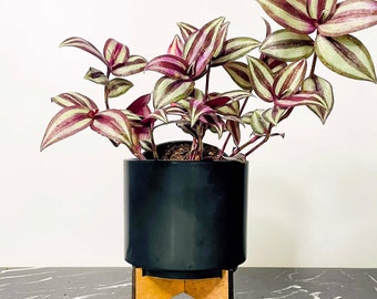 Tradescantia zebrina ‘Burgundy’  (Wandering Dude / Inch Plant) - 4”Growers Pot