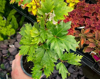 Ivy, Cissus rhombifolia, Oak Leaf Ivy, Live Plant, 4" Growers Pot