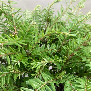 Tsuga canadensis Moon Frost Canadian Hemlock 4 Growers Pot image 4