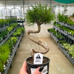 Pre-Bonsai, Twisty Mugo Pine, Live Plant - 4" Growers Pot