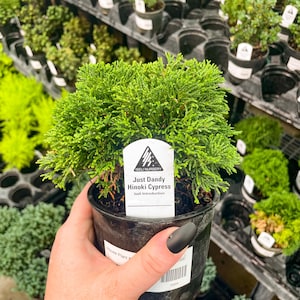 Pre-Bonsai, Just Dandy Hinoki Cypress, Live Plant - 4&quot; Growers Pot