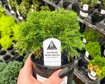 Pre-Bonsai, Just Dandy Hinoki Cypress, Live Plant - 4" Growers Pot