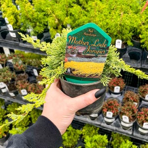 Pre-Bonsai, Mother Lode Juniper, Live Plant - 4&quot; Growers Pot