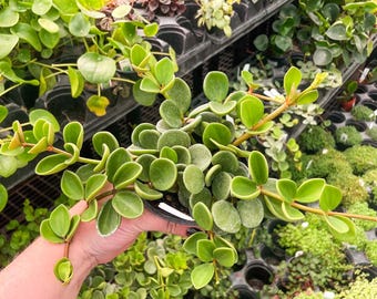 Peperomia, Hope, Live Houseplant, 4" Grower Pot