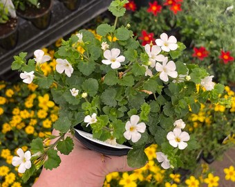 Snowstorm Giant Snowflake Bacopa - 4" Grower's Pot