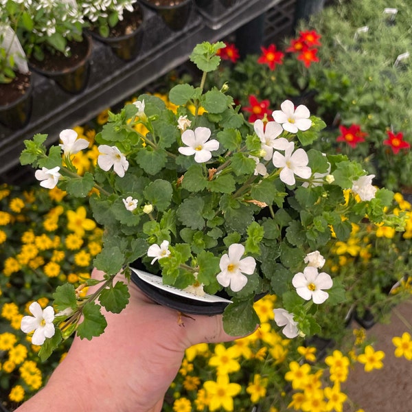 Snowstorm Giant Snowflake Bacopa - 4" Grower's Pot