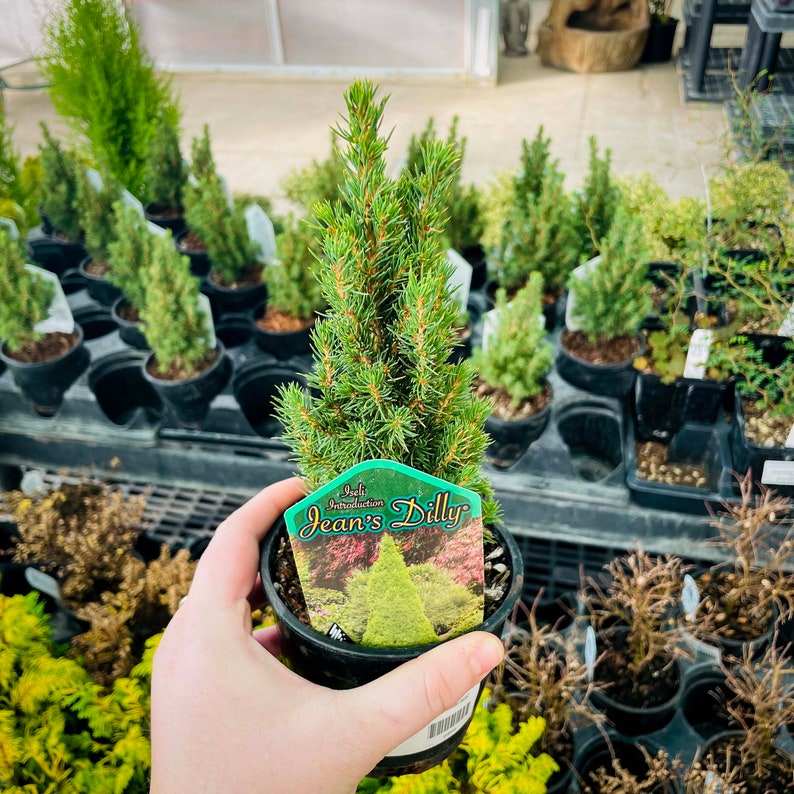 Picea glauca Jeans Dilly Alberta Spruce 4 Growers Pot image 2