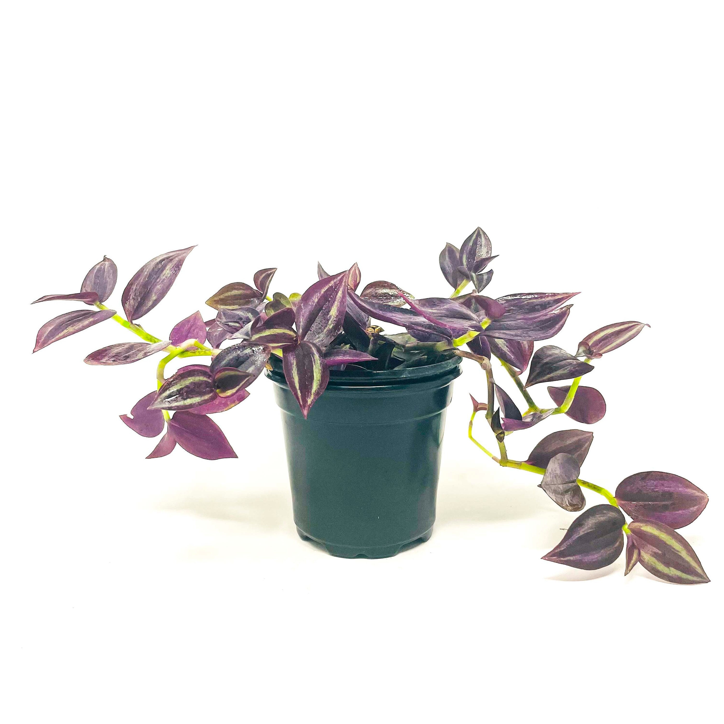 Tradescantia Zebrina burgundy Dude / Plant - Etsy