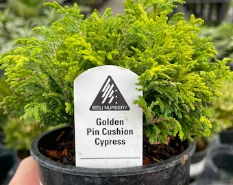 Pre-Bonsai, Golden Pin Cushion Cypress, Live Plant - 4" Growers Pot