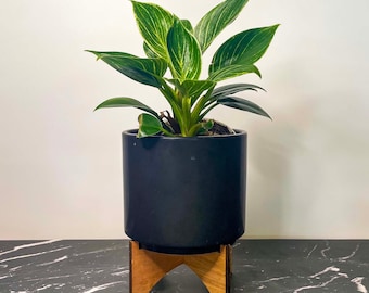 Philodendron 'Birkin' - 4" Growers Pot