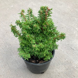 Tsuga canadensis Jervis Canadian Hemlock 4 Growers Pot image 5