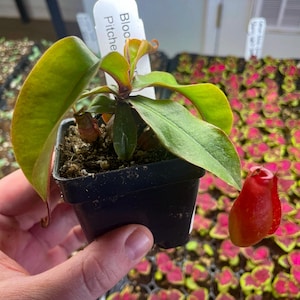 May include: A small potted plant with large green leaves and a red pitcher. The plant is labeled "Bloo Pitche" on a white tag. The plant is held in a black square pot. The background is filled with other plants.