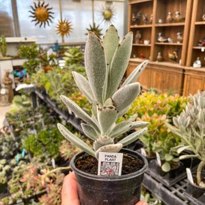 Kalanchoe Panda Plant, Live Succulent Houseplant, 4&quot; Growers Pot