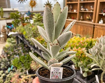 4 Kalanchoe Laxiflora 5-10 Inch/ Milky Widow's Thrill - Etsy