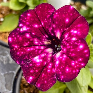 May include: Close-up of a vibrant, dark magenta petunia flower with white speckles, resembling a starry night. The flower's petals are fully open, revealing a dark center and a delicate, textured surface. Green leaves are visible in the background.