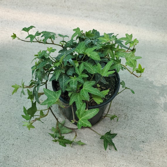 Hedera helix Needlepoint English Ivy 4 Growers Pot Etsy