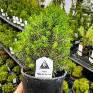 Pre-Bonsai, Pixie Alberta Spruce, Live Plant - 4&quot; Growers Pot