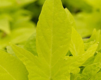 Sidekick Lime Ipomoea (Sweet Potato Vine) - 4" Growers Pot
