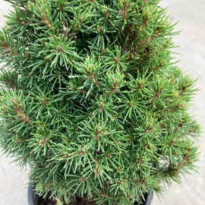 Picea glauca Jeans Dilly Alberta Spruce 4 Growers Pot image 4