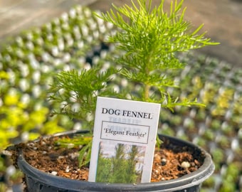 Perennial, Elegant Feather Dog Fennel, Live Plant, 4" Growers Pot