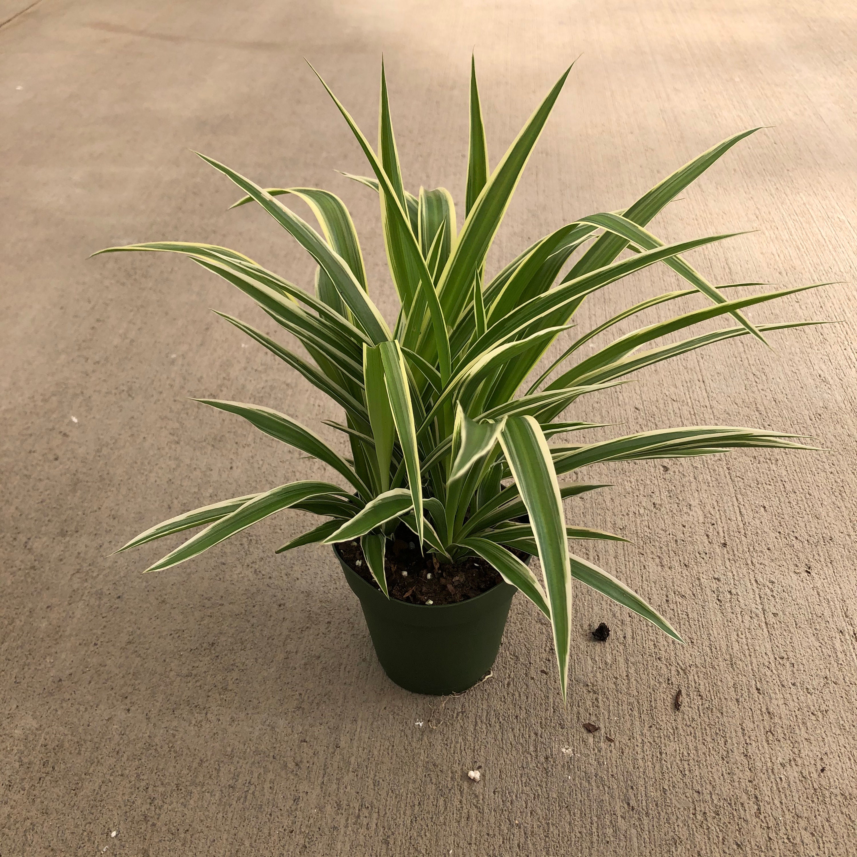 Spider Plant  Chlorophytum comosum 'Irish' – Almanac Planting Co