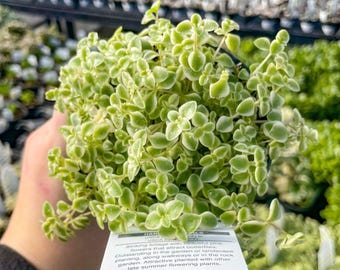Creeping Sedum, 'Missy', Live Groundcover Succulent - 4" Growers Pot