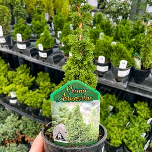 Pre-Bonsai, Primo Arborvitae, Live Plant - 4" Growers Pot