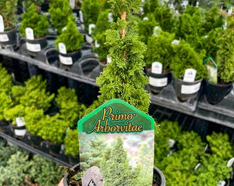 Pre-Bonsai, Primo Arborvitae, Live Plant - 4" Growers Pot