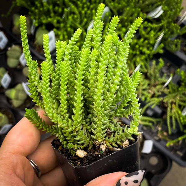 Crassula muscosa (Princess Pine) - 2.5" Growers Pot