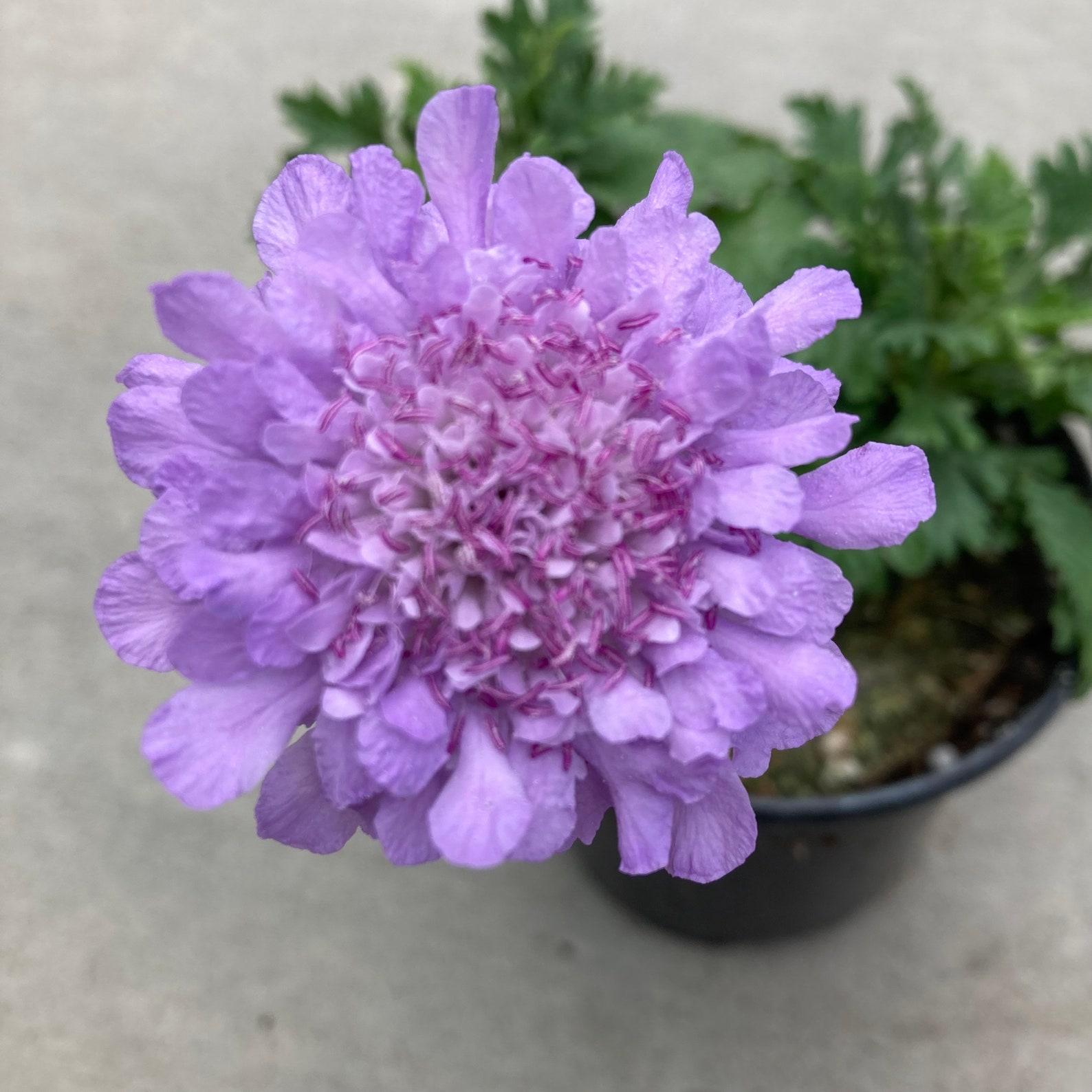 Scabiosa 'flutter Deep Blue' pincushion Flower Etsy