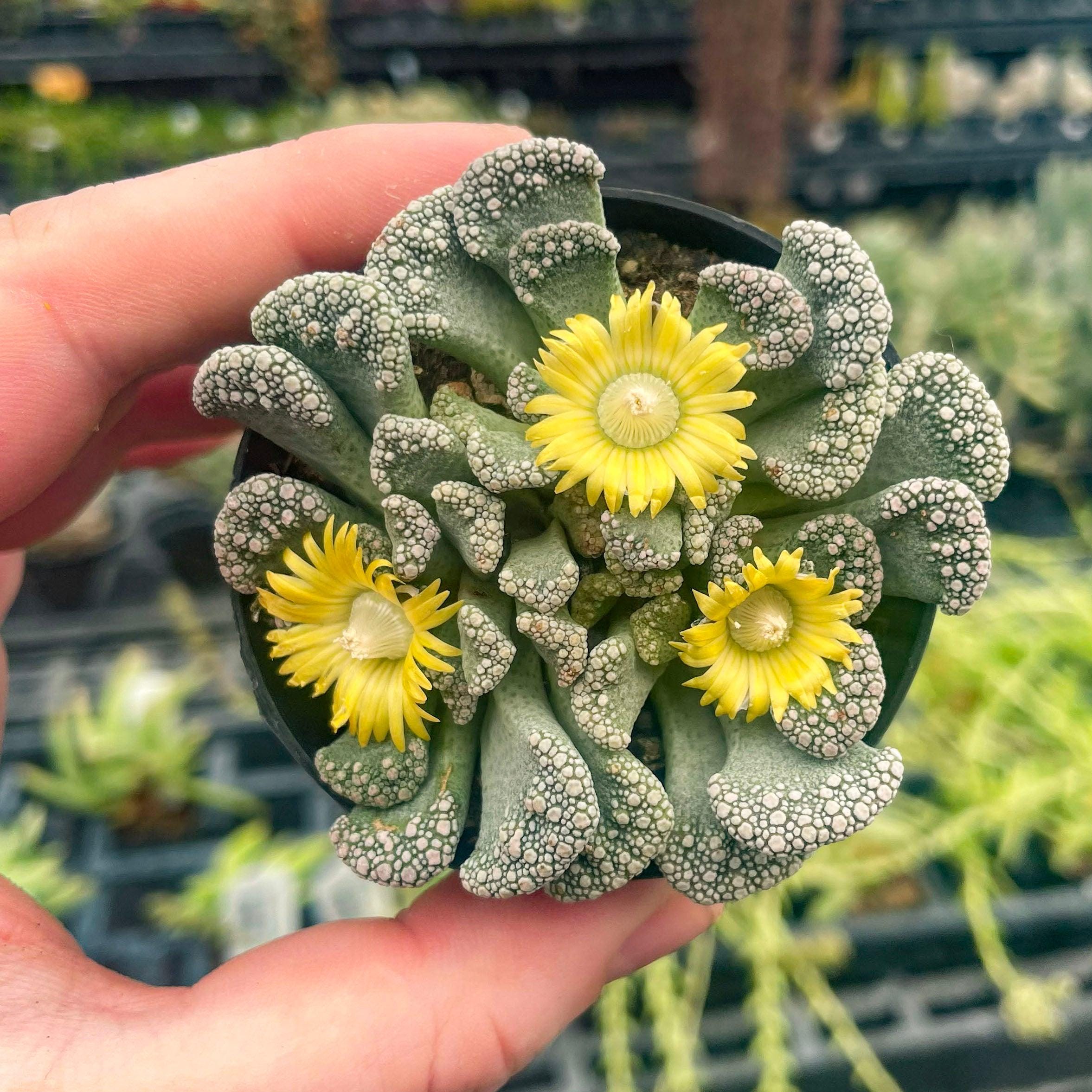 thumbnail image 2 of Live Titanopsis Calcarea 'Concrete Leaf' Succulent – 2.5 Inch Pot 2 of 5