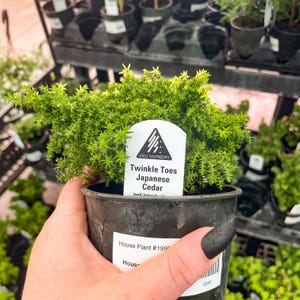 Pre-Bonsai, Twinkle Toes Japanese Cedar, Live Plant - 4&quot; Growers Pot