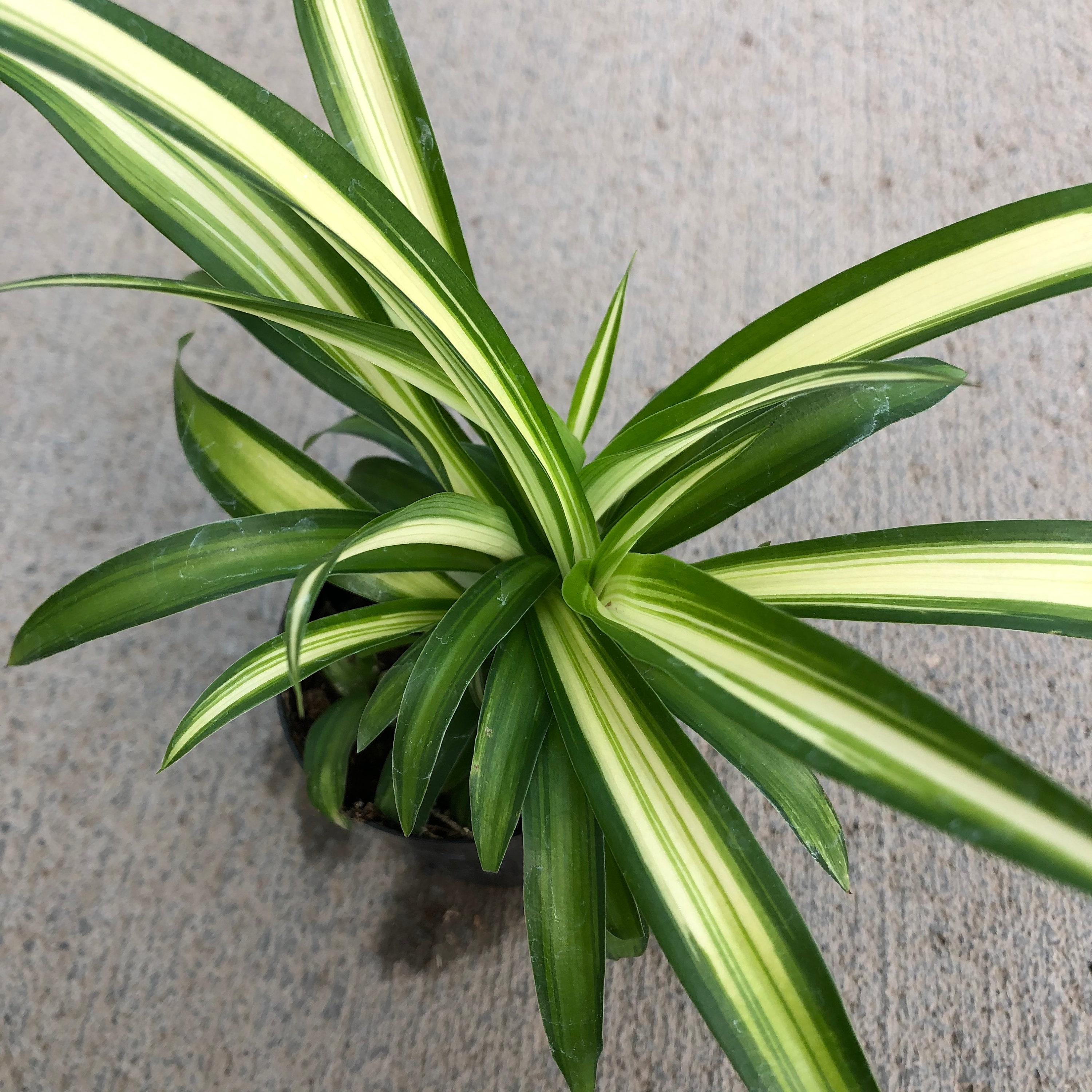 Chlorophytum comosum 'Ocean' - Spider Plant (4.5 Pot)