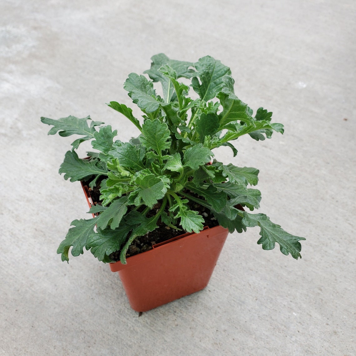 Scabiosa 'flutter Deep Blue' pincushion Flower Etsy