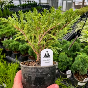 Pre-Bonsai, Limeglow Juniper, Live Plant - 4" Growers Pot